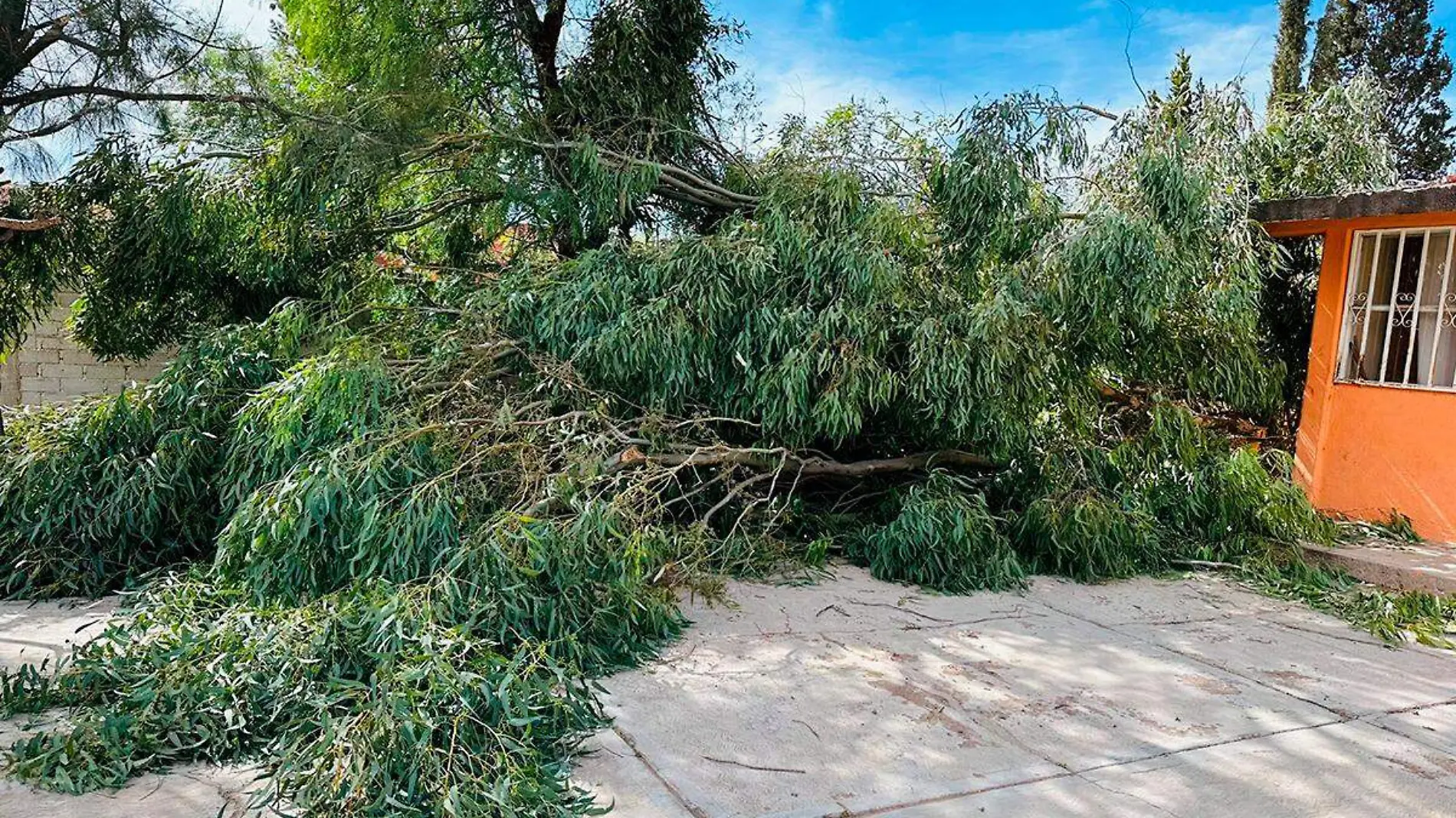 Árbol caído en escuela